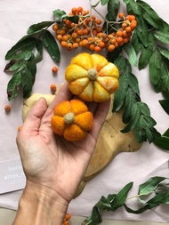 南瓜裝飾  感覺食物。 針氈南瓜。 南瓜縮影。