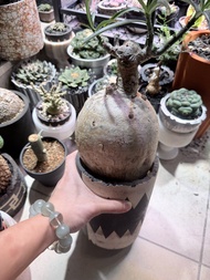索馬里沙漠玫瑰 （ Adenium somalense ）