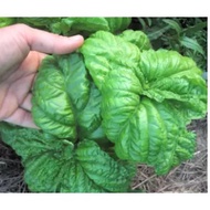 Sweet Large Leaved Italian Basil Seeds - Large (Ocimum Basilicum)