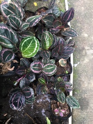 Calathea dottie, established, full grown, well rooted