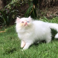 REDI STOK KAKAK SIAP KIRIM kucing Persia white odd eye super bulet