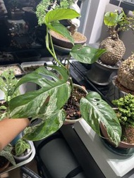 姬龜背 觀葉植物 龜背竹 室內植物