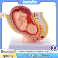 E7G-Human Pregnancy Fetal Development 9Th Month Embryonic Pelvic Model Fetus Foetus Pregnancy Anatom