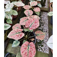 Caladium Strawberry Pink Plant - Fresh Gardening Indoor Plant Outdoor Plants for Home Garden