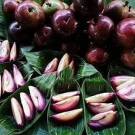 🌸Anak pokok Star Apple / buah susu Vietnam / Caimito🌸
