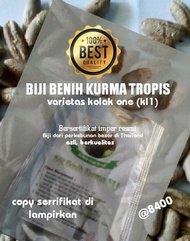 # Bibit Kurma Benih Biji Kl1 Impor Thailand