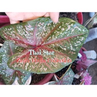 Caladium Rare, Thai Stars, keladi Thai rare