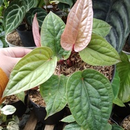 tanaman anthurium radican / anthurium sirih