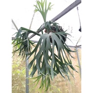 Augustfame - Platycerium Blue Ribbon #2 Sporelings / Staghorn /Tanduk Rusa