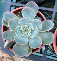 3寸盆 獵戶座 多肉植物 綠化 美化 觀賞植物