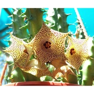 Succulents-Huernia Mccoyi