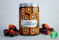 Bibit Benih Kecambah Sawit Unggul PPKS DXP SMB 239 YANGAMBI 540 NG (ISI 150 & 250 BUTIR)