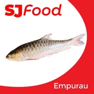 SJ Food Fresh Frozen Empurau 1.6-1.8KG