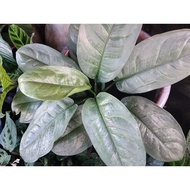 aglaonema alumina silver rare aglaonema must have collection aglaonema murah pokok keladi