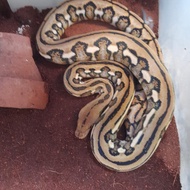 ular retic tiger het albino