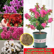 Mix 300 Seeds Lagerstroemia Flower Seeds for Planting Flowering Live Plants Indoor Plant Seed Outdoo