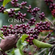 Coffee Beans Panama Elida Elida Geisha Loma Geisha Loma Site Wash 100g