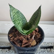 Dwarf Dragon Tongue Plant Air Purifying