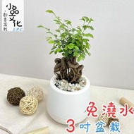 【小品文化】榆樹【現貨】3吋雪胖盆 懶人盆栽 加水更方便 觀葉植物 室內植物 自動吸水 水培 創意花盆 居家