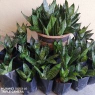 pokok lidah mertua / lidah jin ( jenis pendek )