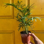 H2O - Bamboo Palm 箬棕榈 Live Plant Indoor Plant