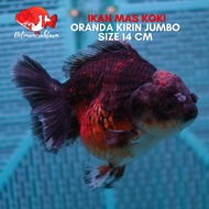 IKAN MAS KOKI JUMBO ORANDA KIRIN SIZE 14 CM BERGARANSI