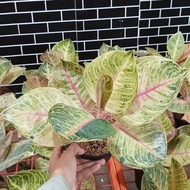 aglaonema moonlight tanaman