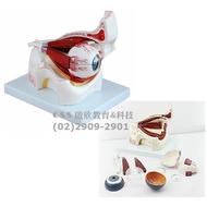 ** School Direct Sales Merchant * Eyeballs And Eyes-Teaching Model 1: 3 10 Decomposition Tools: 8 Pa