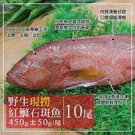 【優鮮配】峇里島海底紅金-野生紅鰷石斑魚X10條(450±50G/條)超值免運組