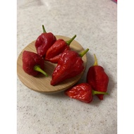 Premium Ghost Pepper Seeds