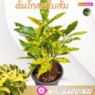 ต้นโกสนใบส้ม กระถาง 6 นิ้ว(ส่งพร้อมกระถาง)