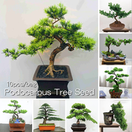 ประเทศไทยพร้อมสต็อก 20 PCS สนใบพาย Good Quality Rare Podocarpus Tree Seeds for Sale Bonsai Seeds ต้น