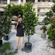 GPS Green Plant Society Live Tree Garcinia subelliptica 菲岛福木 ( 6ft )