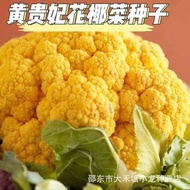 Yellow Concubine Cauliflower Seeds Organic Cauliflower Seeds Green Yellow Seaweed Seeds Cold-Resista