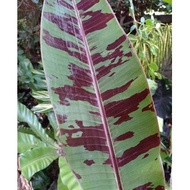 Musa Acuminata ssp. Zebrina 'Blood Banana' l Live Plant • Rare Plant Collection