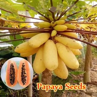 [Fast Growing] Dwarf Papaya Seeds（10 Pcs Per Pack）Heirloom Variety Papaya Bonsai Seeds for Planting Benih Pokok Buah Organic Red Lady Fruit for Garden Herbal Health Plants Fruit Seeds Indoor Outdoor Vegetable Real Live Plant for Sale High Germination Rate