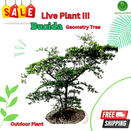 Bucida Plant (Geometry Tree). Outdoor Plant I natural grow into a beautifully structured bonsai I Id