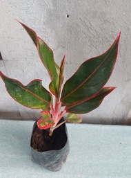 Red and Pink Lipstick Aglaonema - rooted and ready to plant indoor or outdoor plant ( Luzon area only)