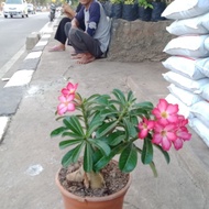 Diskon Tanaman Adenium Original / Bonsai Kamboja