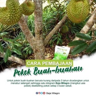 BAJA POKOK DURIAN MILAGRO ORGANIK 1KG