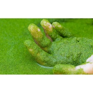 Wolffia Guppy Beta Plant Tumbuhan Air Mikro