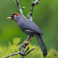 burung poksay Mandarin gacor istimewa