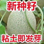 Cantaloupe Seeds Cantaloupe Melon Fruit Original Four Seasons Vegetables Encyclopedia Vegetable Seed