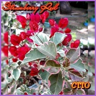 ◳ ∆ ◿ SALE!!! ROOTED RARE BOUGAINVILLEA
