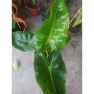 alocasia lutea gold .....