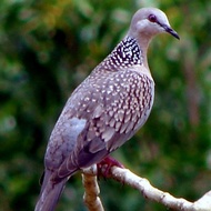 burung tekukur leopard import pilihan