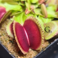 Venus Flytrap Bristletooth "Bristle Tooth" [Dionaea Muscipula Venus Flytrap][Carnivorous Plants][GIL