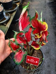 Tanaman Hias Caladium / Keladi Hias Red Pecoek (Caladium/Srirejeki)