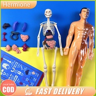 1PC 3D Human Body Anatomy Model Removable Parts Skeleton Organ Human Body Anatomy Education Organs M