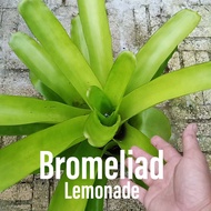 House Plant - Bromeliad Lemonade